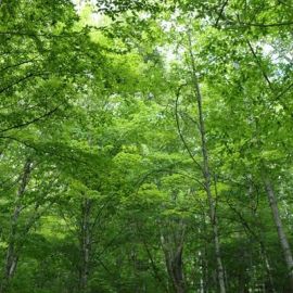 Learning to be a Naturalist at Hubbard Brook